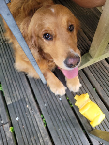 Photo de galerie - Nouchka une adorable golden garder à son domicile durant 3 jours ?