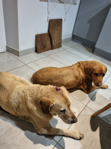 Photo de galerie - Première garde de 2 petites mémère sur 1 semaine au top