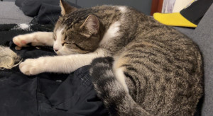 Photo de galerie - Garde chat
