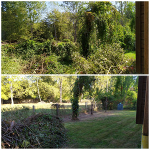 Photo de galerie - Tonte de pelouse - Débroussaillage