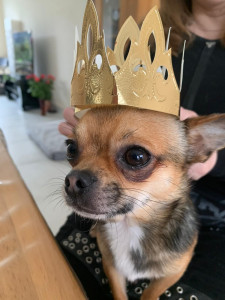 Photo de galerie - Chihuahua