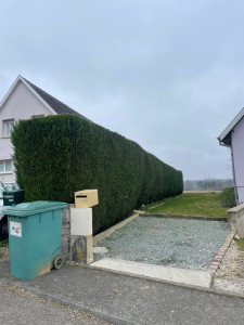 Photo de galerie - Taille de haies et d'arbustes