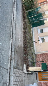 Photo de galerie - Enlèvement arbuste avec évacuation 