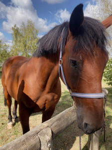 Photo de galerie - Pension chevaux