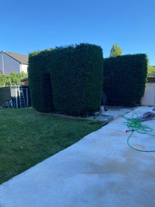 Photo de galerie - Taille de haies et d'arbustes