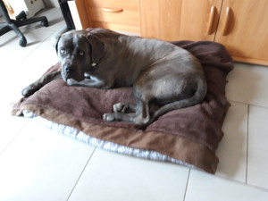 Photo de galerie - Garde animaux