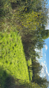 Photo de galerie - Tonte de pelouse - Débroussaillage