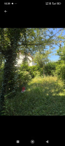Photo de galerie - Tonte de pelouse - Débroussaillage
