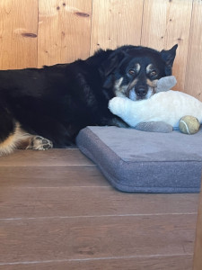 Photo de galerie - Ma chienne avec ses jouets 