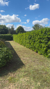 Photo de galerie - Tonte