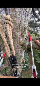 Photo de galerie - élagage de branche morte à 15 mètres de haut 