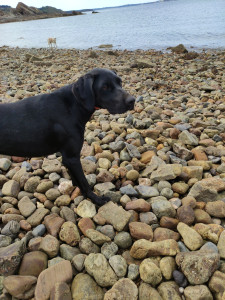 Photo de galerie - Garde chien