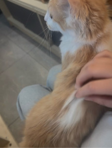 Photo de galerie - Chat