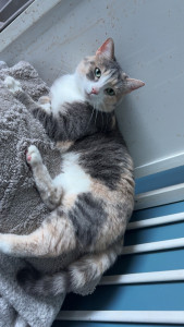 Photo de galerie - Chat de la maison 