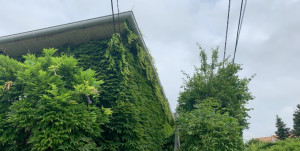 Photo de galerie - Entretien de la vigne vierge gouttière 