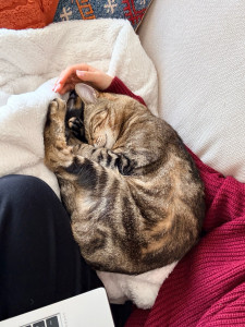 Photo de galerie - Batchi : Un amour de chat de 13 ans, que j’ai gardé quelques mois chez la sœur de mon conjoint. Un coup de foudre, une petite boule de bonheur ??
