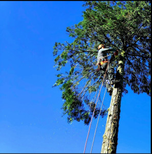 Photo de galerie - Abattage d’arbre par démontage