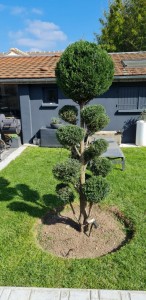 Photo de galerie - Taille de haies et d'arbustes