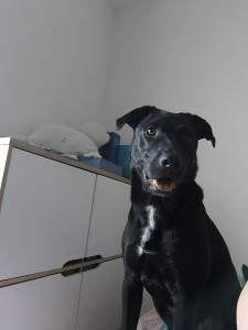 Photo de galerie - Labrador croisé X des 4 ans 