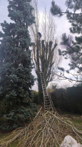 Photo de galerie - élagage d’un peuplier 