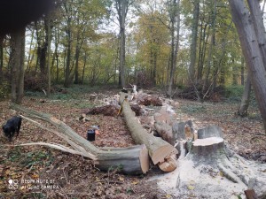 Photo de galerie - Coupe pour bois de chauffage