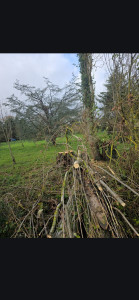 Photo de galerie - Abbatage d un arbre dangeureux