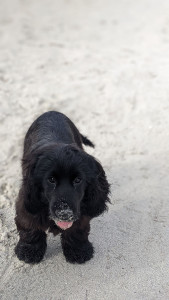 Photo de galerie - Petite balade a la mer avec un cocker anglais 