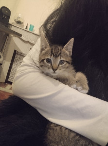 Photo de galerie - Mon voisin ma confié son chaton pour le garder pendant ses vacances, je l'adore! Shaka le nouveau arrivé est très câlin et confiant. 