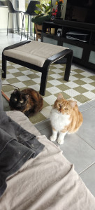 Photo de galerie - Kina et Yumi 