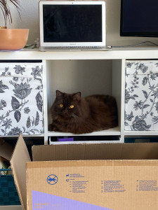 Photo de galerie - Singha - 9277493