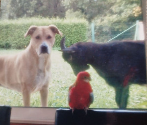 Photo de galerie - Garde animaux