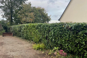 Photo de galerie - Taille de haies 