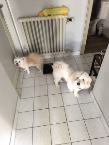 Photo de galerie - Garde chien