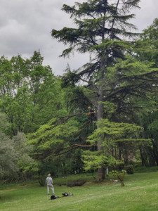 Photo de galerie - Taille sanitaire sur un cèdre 