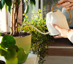 Photo de galerie - Relevé du courrier, ouverture et fermeture des volets, arrosage des plantes en votre absence. 