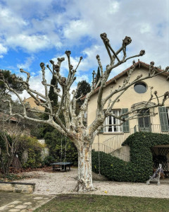 Photo de galerie - Elagage et coupe d'arbres
