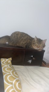 Photo de galerie - Garde de chat à mon domicile 