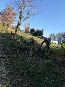 Photo de galerie - élagage et abattage  