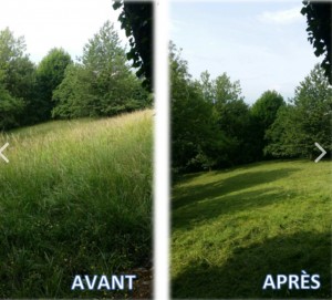 Photo de galerie - Passage débroussailleuse avant et après 