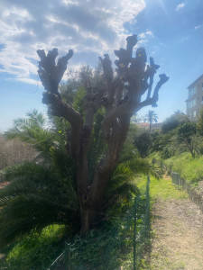 Photo de galerie - Taille en tête de chat d’un figuier 