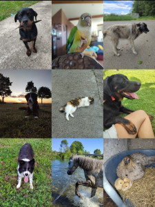 Photo de galerie - Chiens, chats et cheval en petsitting, ma conure, une de mes poules