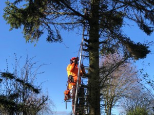Photo de galerie - Elagage et coupe d'arbres