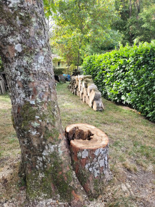 Photo de galerie - Abattage par démontage d’un arbre présentant une forte dégradation à la base et une inclinaison vers la propriété voisine. Intervention sur corde avec rétention des branches afin de sécuriser la maison et les abords.