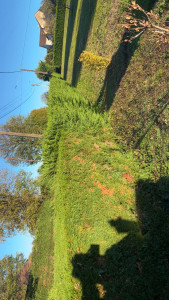 Photo de galerie - Taille d’une haie 