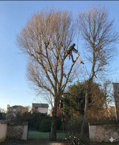 Photo de galerie - Abattage d'arbre 

