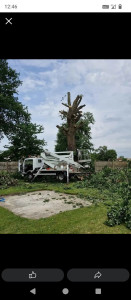 Photo de galerie - Elagage et coupe d'arbres