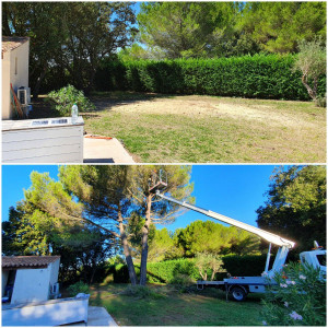 Photo de galerie - Elagage et coupe d'arbres