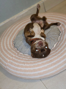 Photo de galerie - La belle vie les pattes en l'air pour le petit Pablo ❤️