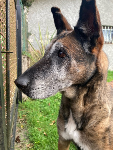 Photo de galerie - Gessy notre doyenne, bientôt 14 ans, en vacance à la maison pour 2 semaines ☺️