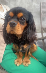 Photo de galerie - Garde chien ??